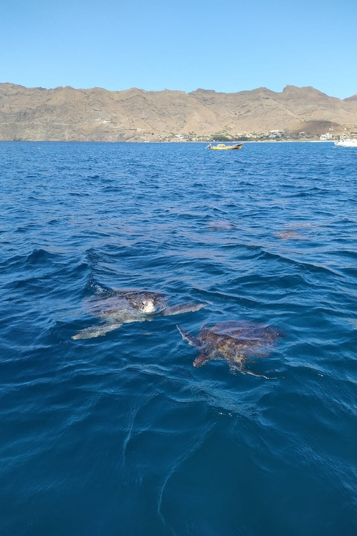 Snorkeling with turtles at Sao Pedro's Beach - Meeting marine turtles in clear water