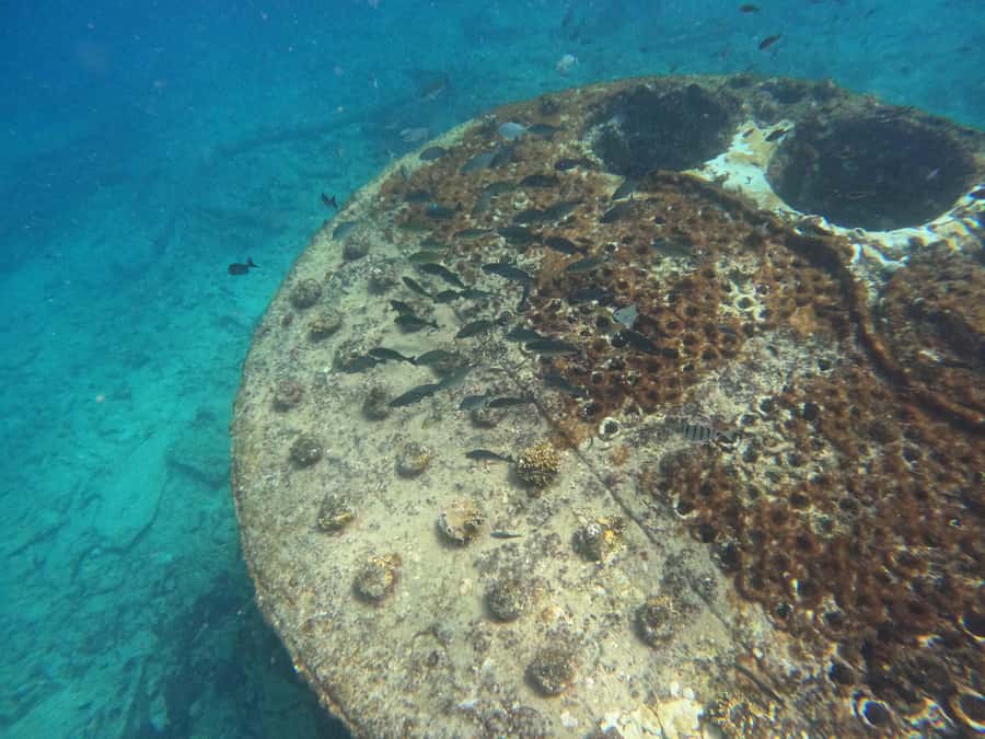 Snorkelling trip with certificate local guide - About one hour around the wreck