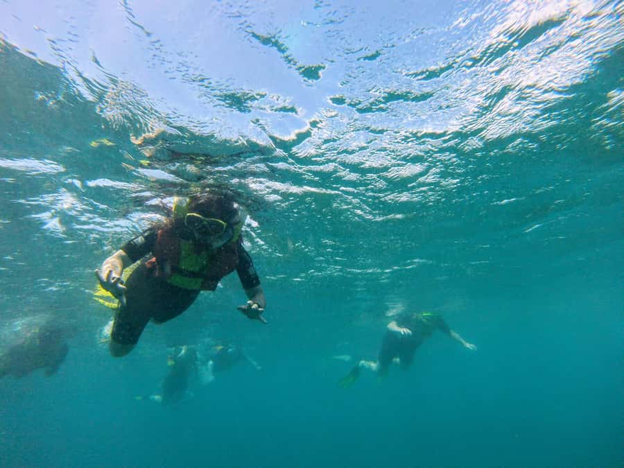 Snorkelling trip with certificate local guide - Thirty minutes beside the underwater Christ statue