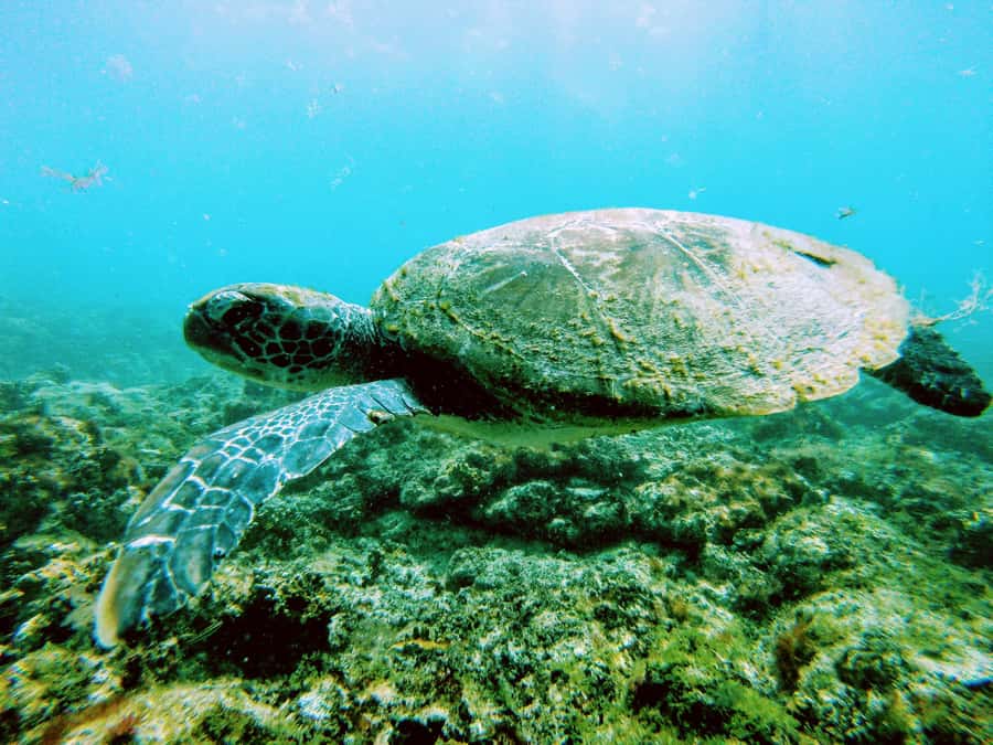 Snorkelling trip with certificate local guide - Timing, transport, and the six-hour question
