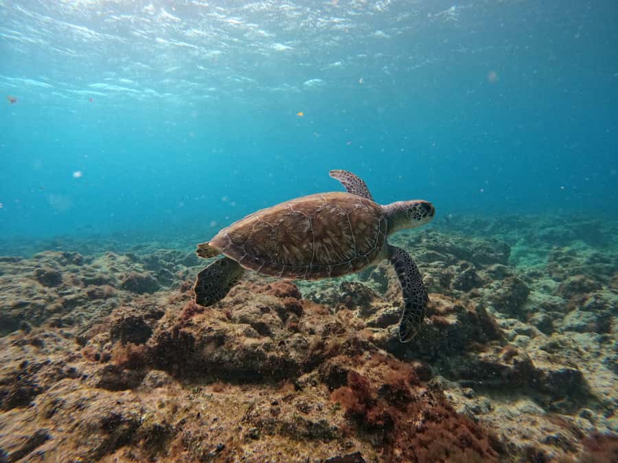 Snorkelling trip with certificate local guide - Is $50 good value?