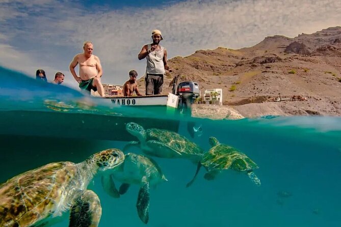Spectacular experience with sea turtles - Key points to know before booking