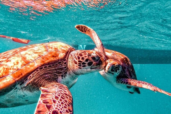 Spectacular experience with sea turtles - Swimming with the turtles