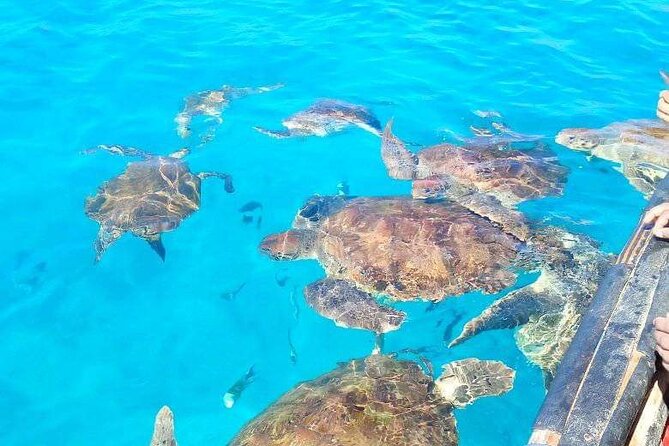 Spectacular experience with sea turtles - How much value do you get for $61.58?
