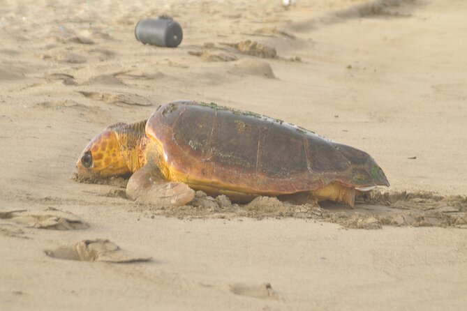 Turtle Experience in Sal island - The 8:00 PM pickup from Santa Maria
