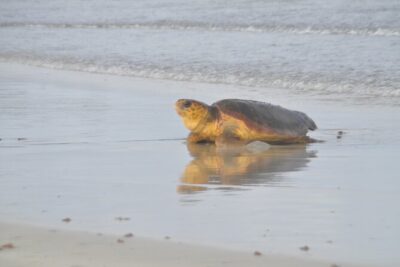 Turtle Experience in Sal island