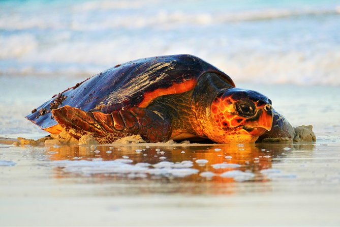 Turtle Watching Adventure - Key points at a glance