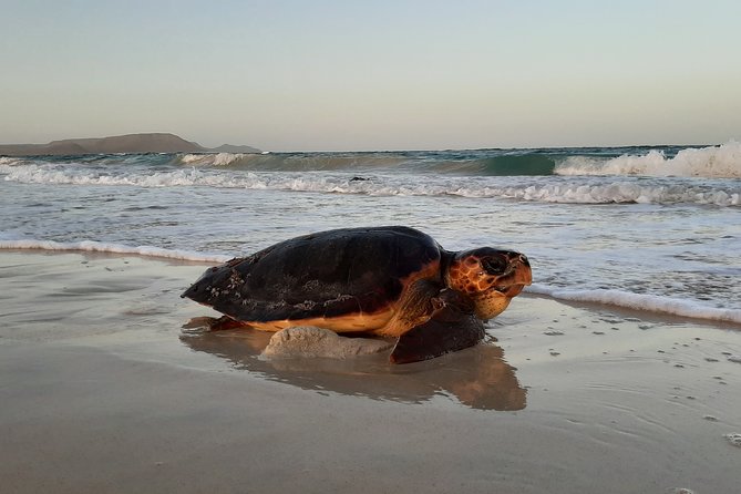 Turtle Watching Adventure - The turtle sighting depends on patience