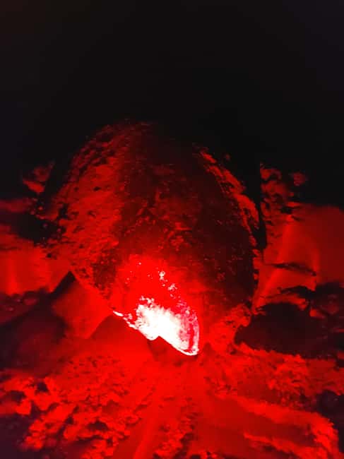 Turtle watching in Boa Vista Island - The 7 p.m. pickup and the ride to the beach