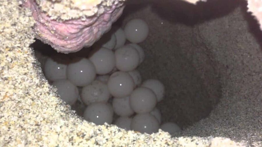 Watch Sea Turtles Nesting – Night Tour in Sal Island - Key points to know before you go