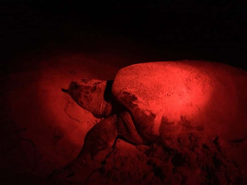 Watch Sea Turtles Nesting – Night Tour in Sal Island - Why Sal’s turtle beaches matter