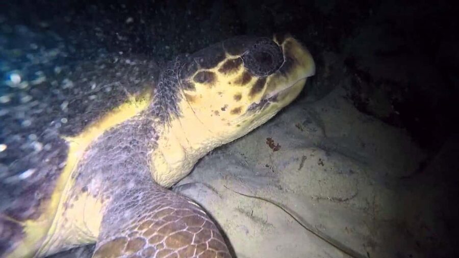 Watch Sea Turtles Nesting – Night Tour in Sal Island - Waiting quietly under the night sky