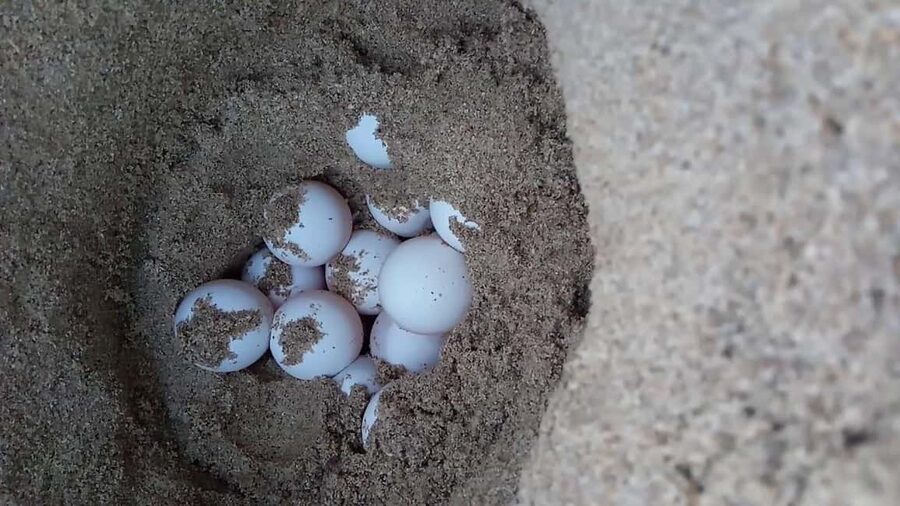Watch Sea Turtles Nesting – Night Tour in Sal Island - Watching a loggerhead build her nest