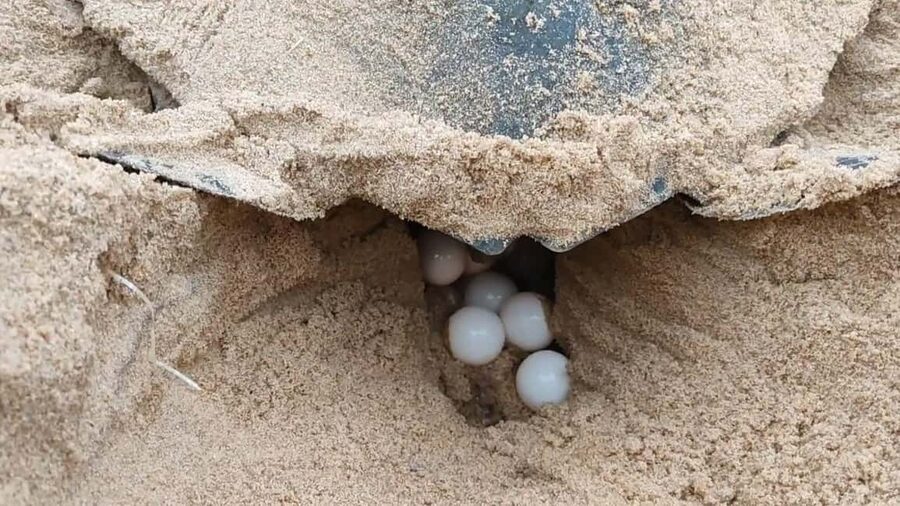 Watch Sea Turtles Nesting – Night Tour in Sal Island - Group, private, and deluxe choices