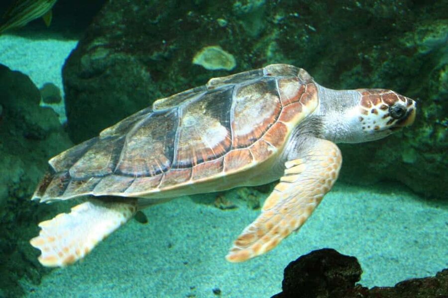 Watch Sea Turtles Nesting – Night Tour in Sal Island - From Santa Maria to the protected beach