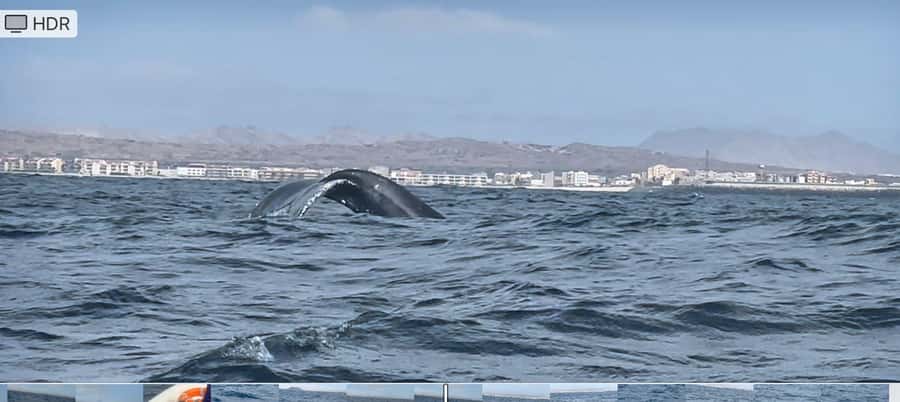 Whale watching tour SEASONAL - The Seasonal Window: Mid-February Through Late May