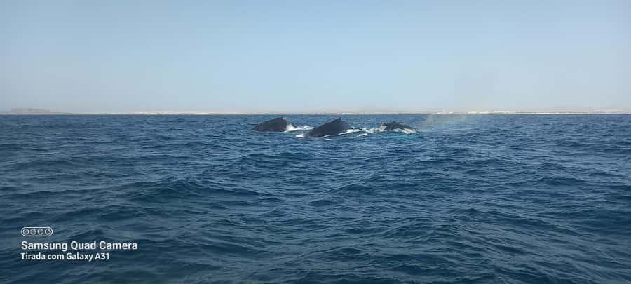 Whale watching tour SEASONAL - The Marine Biologist and the Whale-Watching Rules