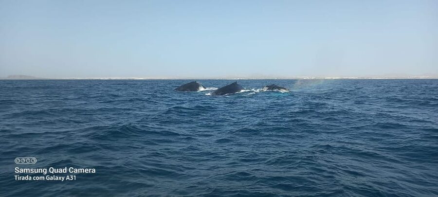 Whale watching tour SEASONAL - Sightings Can Be Excellent, But They Are Not Guaranteed