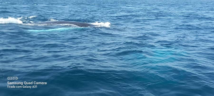 Whale watching tour SEASONAL - Who Will Enjoy This Experience Most
